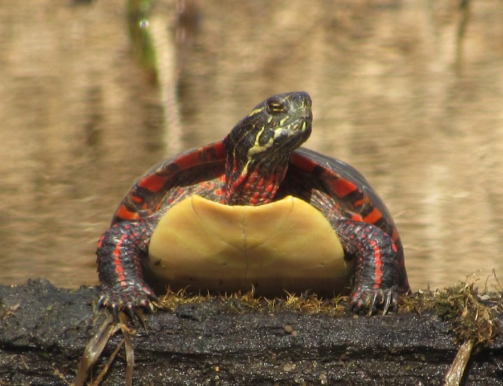Midland Painted Turtle